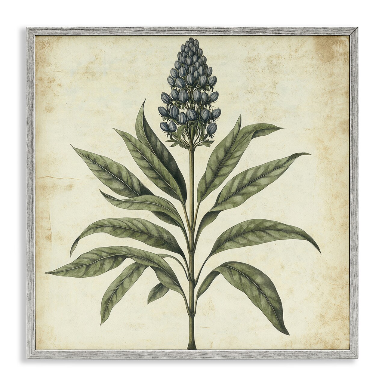 Stupell Industries Vintage Blue Botanical Illustration Framed Giclee, design by Petal Prints Design